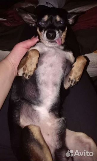 Тойчик. Вязка