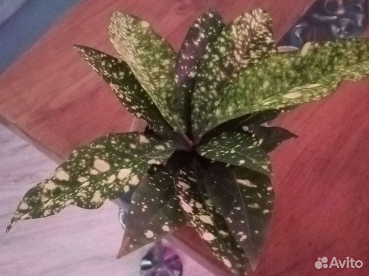 Кротон Голд