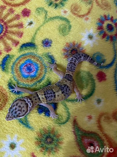 Геккон Эублефар