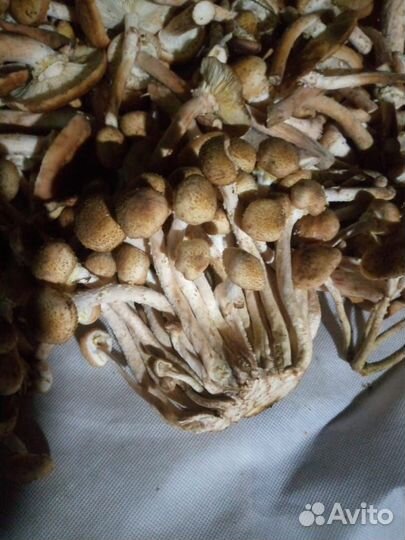 Грибы опята свежие