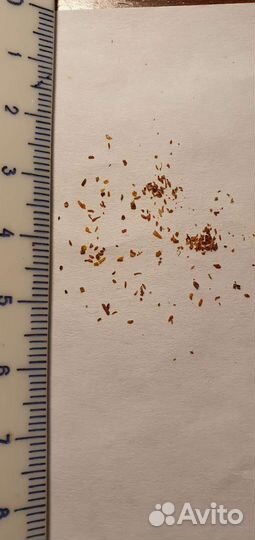 Саган Дайля- Рододендрон Адамса семена