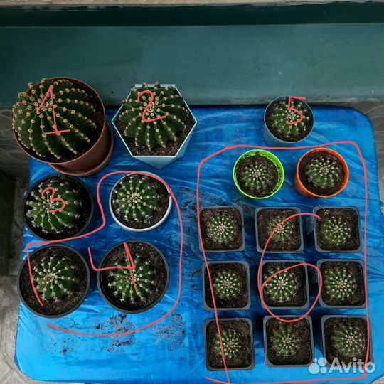 Эхинопсис Эрье (Echinopsis eyriesii)