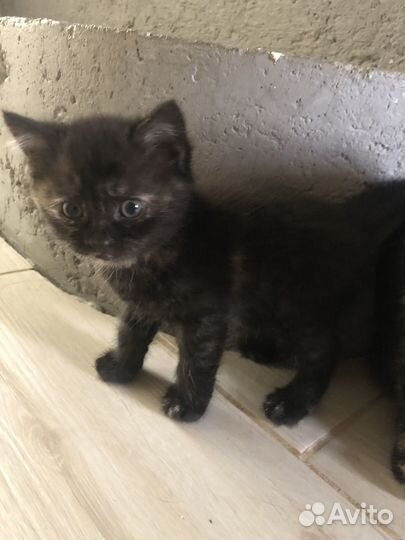 Катенок черно рыжий полу породистый бесплатно