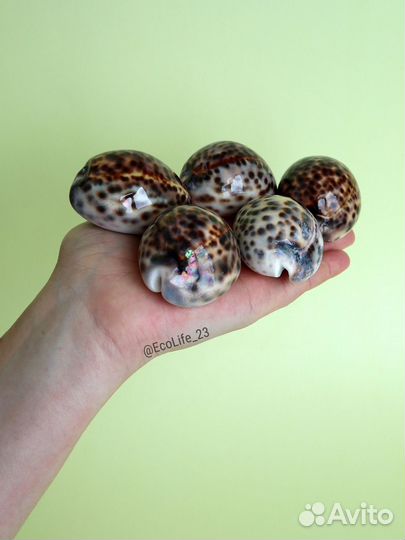 Морские натуральные ракушки Ципрея Тигрис