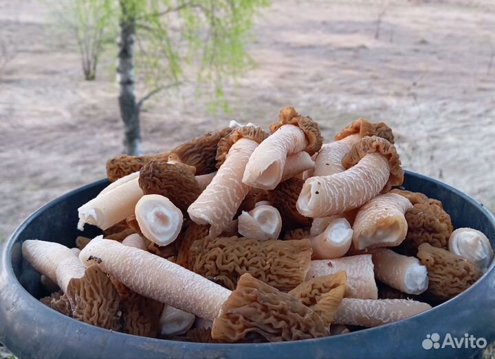 Грибы свежие строчки сморчки