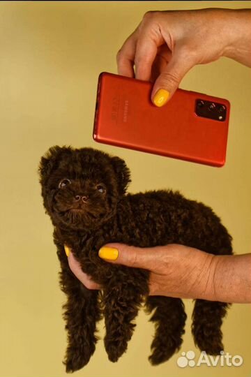 Пудель тедди