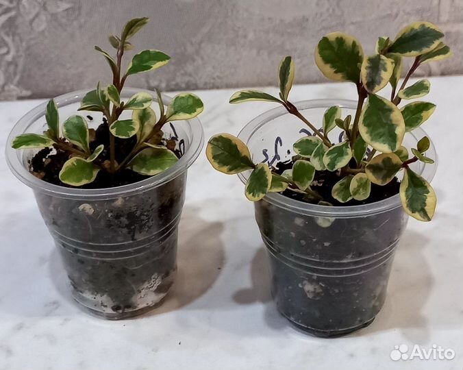 Лофомиртус Магический и Красный дракон