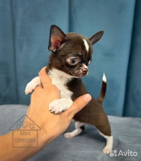 Мини малыш чихуахуа РКФ