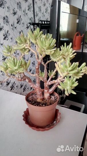 Денежное дерево.Толстянка овальная 