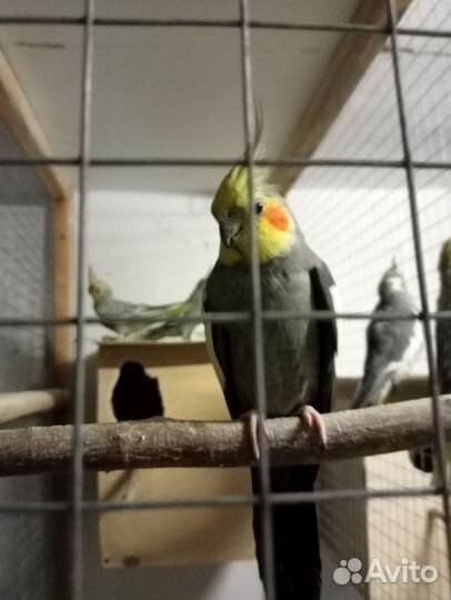 Попугай корелла птенцы