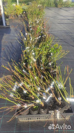 Саженцы роз