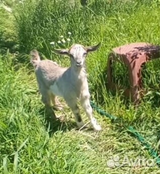 Козлята