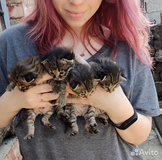 Котята в добрые руки мальчики