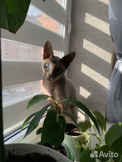 Вязка сфинкс