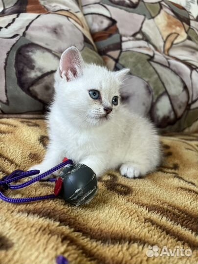 Серебрянная шиншила британец