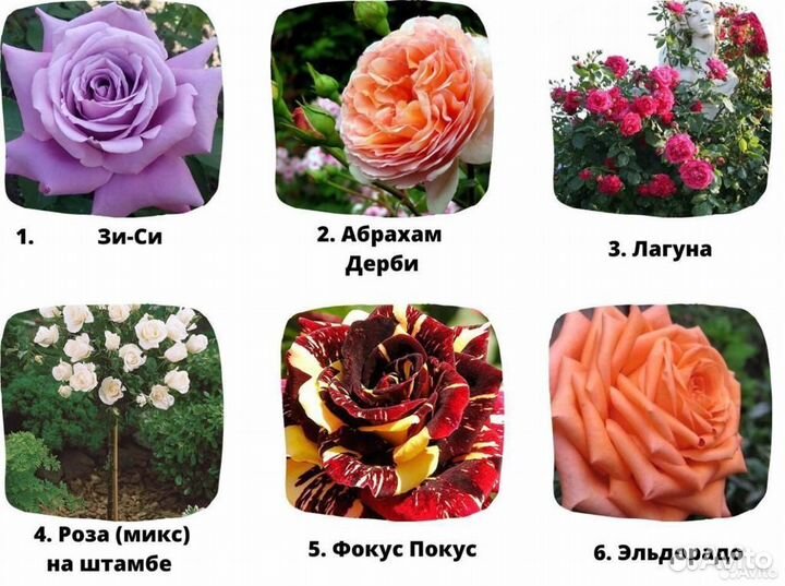 Морозостойкие саженцы роз