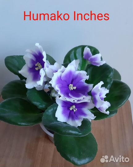 Сортовые фиалки