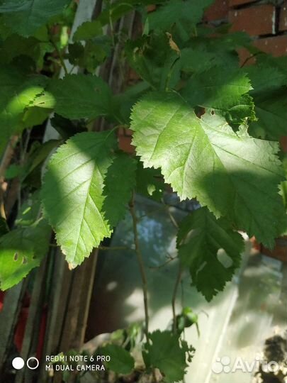 Глед(боярышник С шиповником)