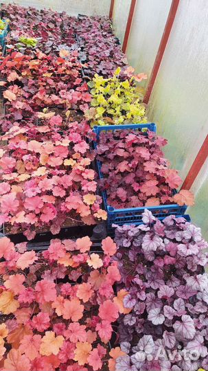 Гейхера гейхерелла