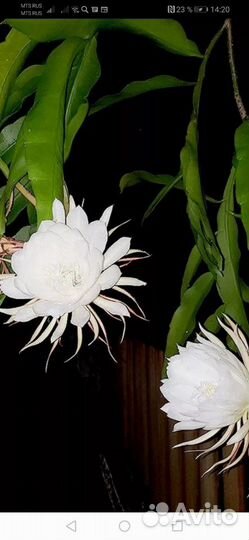 Лесной кактус Царица ночи