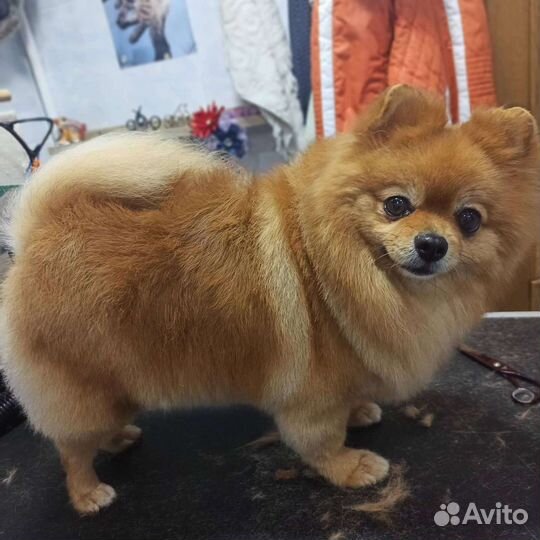 Стрижка собак и кошек