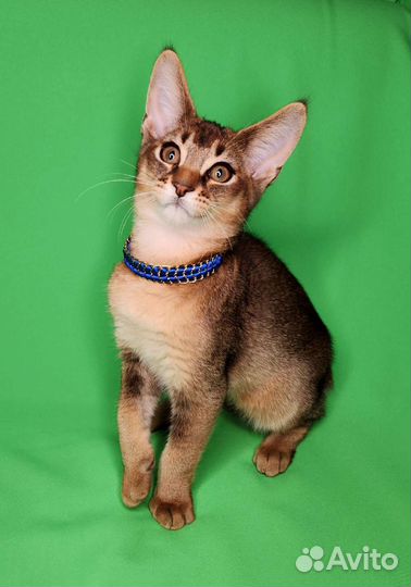 Каракет Ф4(саracat)