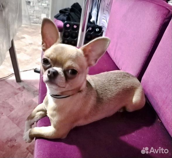 Вязка чихуахуа мальчик