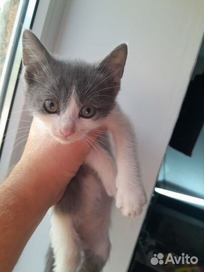 Котята в хорошие руки