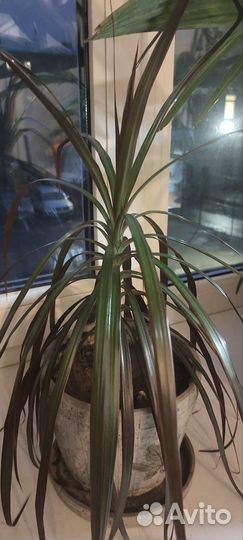 Пальма драцена