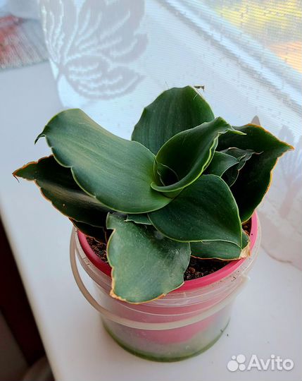 Sansevieria Star Rose