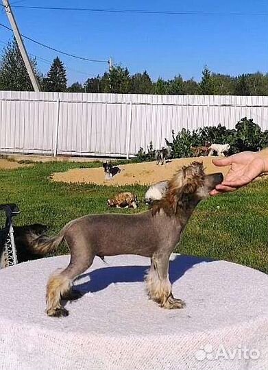 Китайские хохлатые щенки