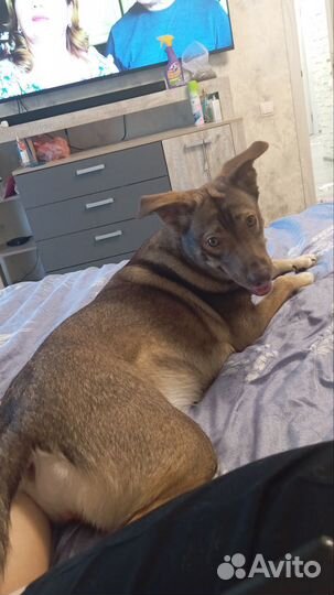 Собака в добрые руки