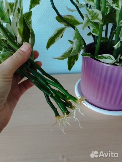 Педилантус