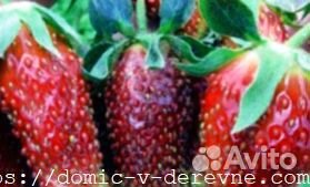 Землеклуника 