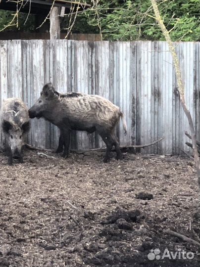 Дикий кабан