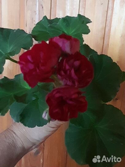 Пеларгония ив чарующий бордо