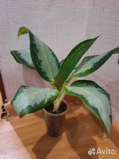 Ассортимент Аглонем.Фикусы лиратто.Беджамино