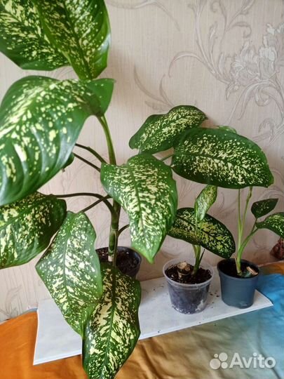 Диффенбахия, сингониум