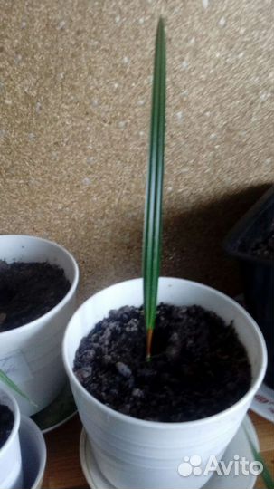 Пальма Вашингтония,Хамеропс