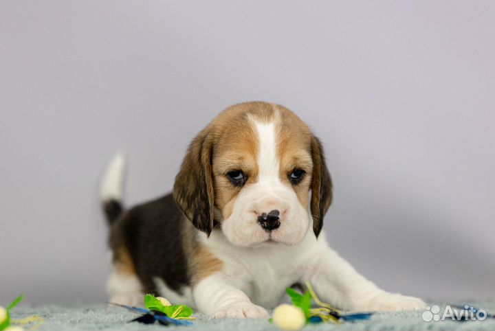 Девочки бигль