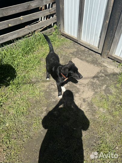 Щенок в добрые руки бесплатно