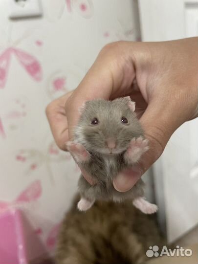 Хомяк кэмпбелла