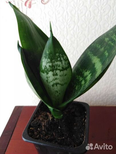 Сансевиерия ханни