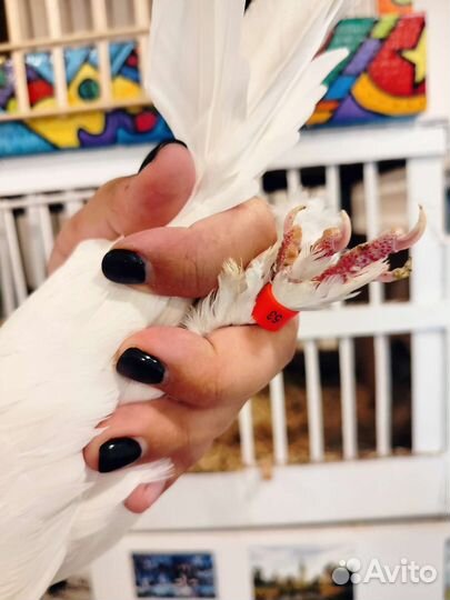 Голубь бакинский