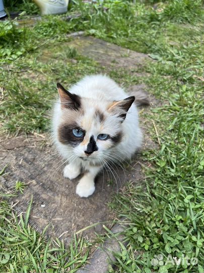 Котята