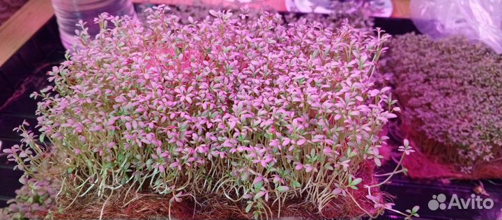 Микрозелень