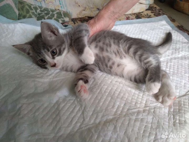 Котенок дымчатый