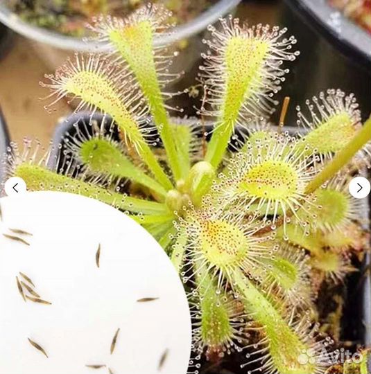 Семена Росянок микс тропических видов, 20-25 шт