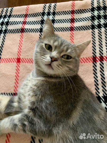 Отдам в добрые руки