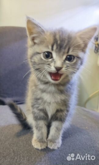 Котёнок девочка в добрые руки